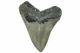 Serrated, Fossil Megalodon Tooth - North Carolina #295170-1